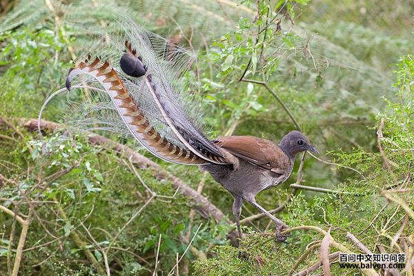 琴鸟科 琴鸟科的图片