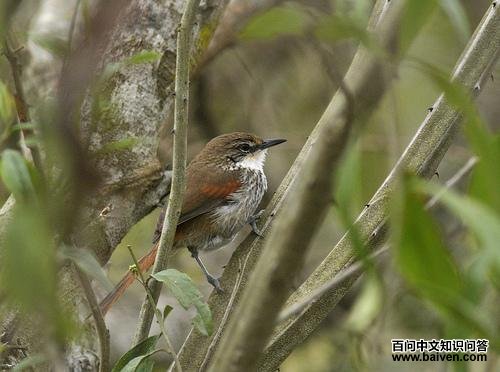 ������βȸ��ͼƬ