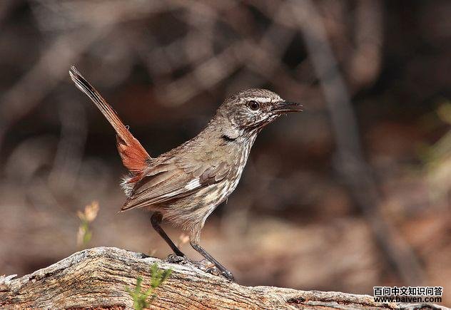 怯地刺莺 怯地刺莺的图片