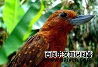 翘嘴丛蚁鵙 翘嘴丛蚁鵙的图片