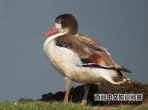 �̱���Ѽ������