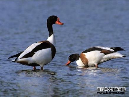 �̱���Ѽ���۴�һ��