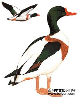 �̱���Ѽ��̬����ͼ