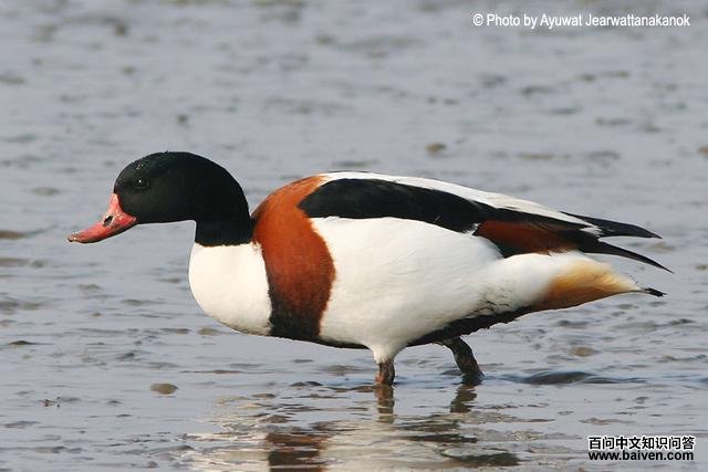 �̱���Ѽ������Ƿ�ֳ��