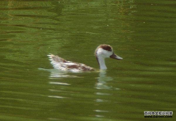 �̱���Ѽ������