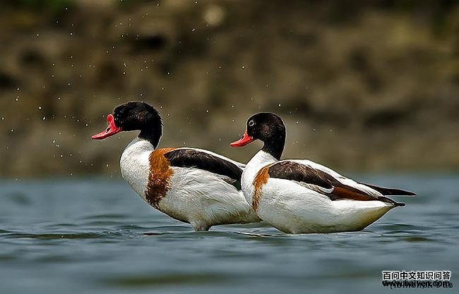 �̱���Ѽ���۴�һ��