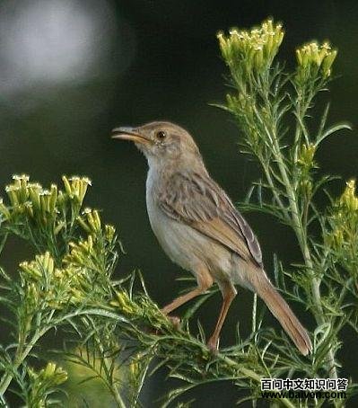 ����βݺ��ͼƬ