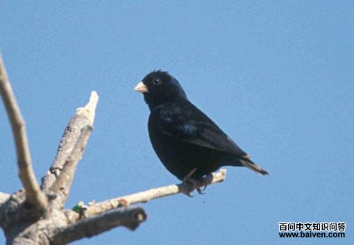 ��˹ά�����ͼƬ