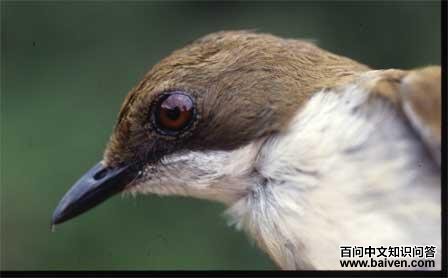 乔洛鸲鸫 乔洛鸲鸫的图片