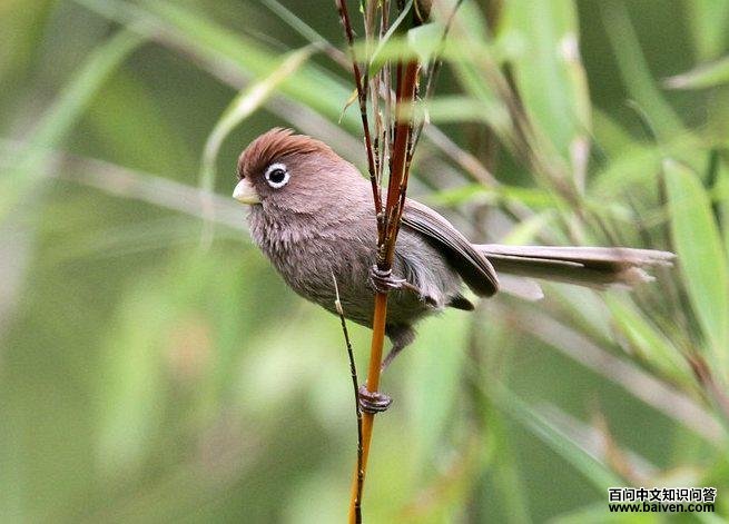 �׿�ѻȸ��ͼƬ