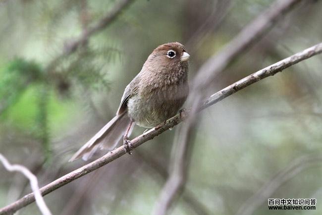 Spectacled Parrotbill