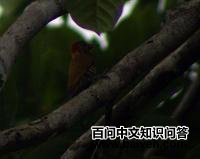 乔科啄木鸟 乔科啄木鸟的图片