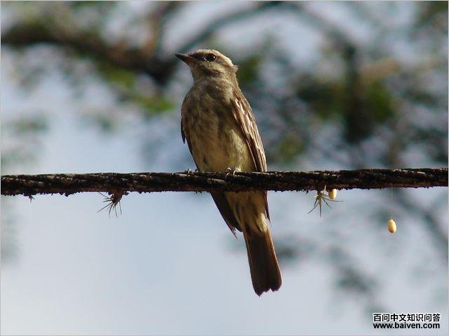 ǿ���l��ͼƬ