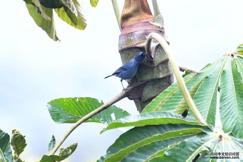 ǳ���̻����ͼƬ