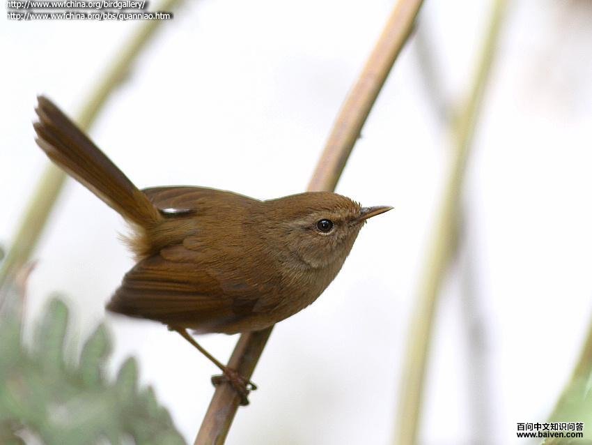 ǿ����ݺ�������Ĵ���