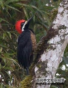 ǿ����ľ���ͼƬ