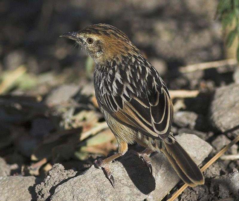 ǿ����βݺ��ͼƬ