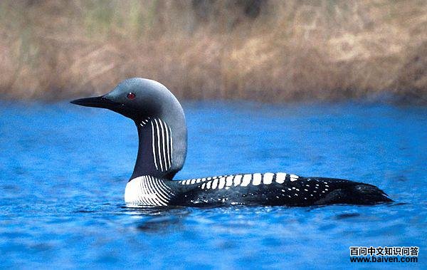 Ǳ��Ŀ��ͼƬ