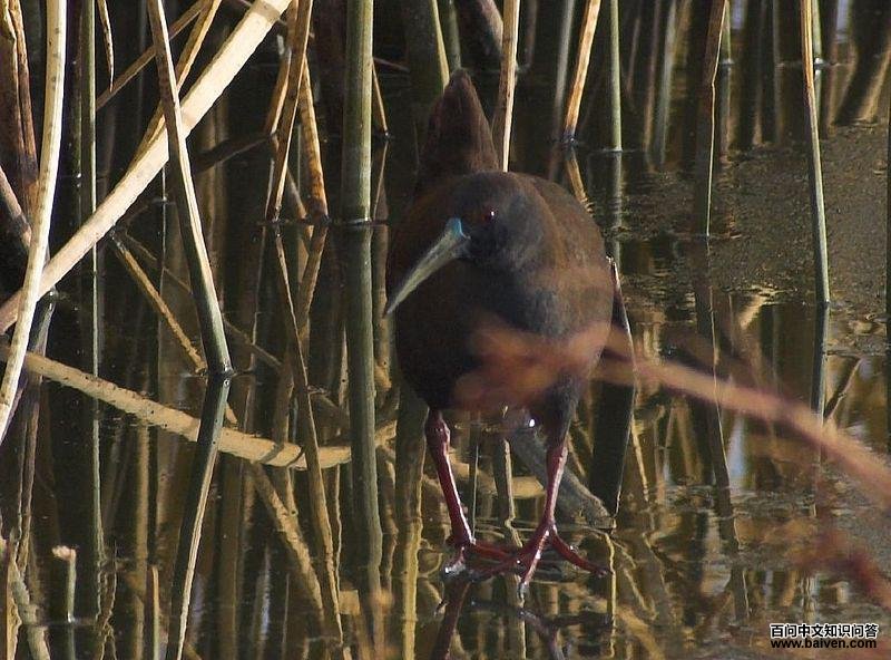 Ǧɫ������ͼƬ