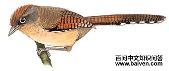 �׿��߳��̣���̬����ͼ