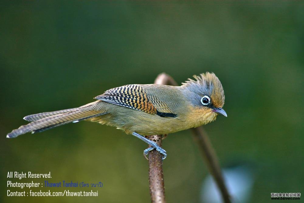 �׿��߳���