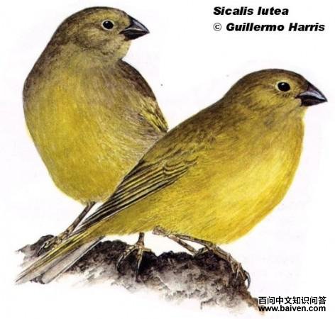 ���ɻ�ȸ�c����̬����ͼ