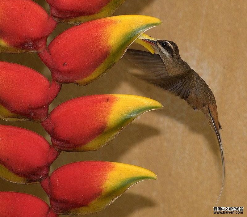 普拉隐蜂鸟 普拉隐蜂鸟的图片