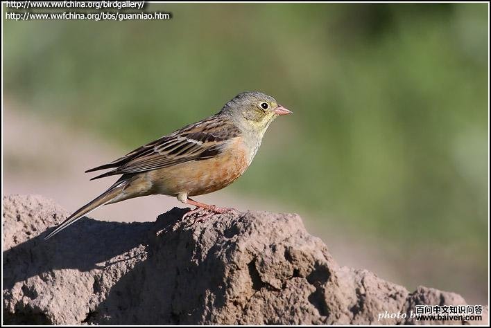 ���c��ͼƬ