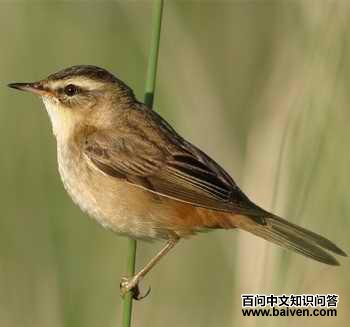 ��έݺ��ͼƬ