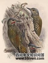 �Ҷ���ľ��