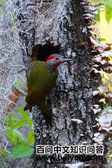 ͭ����ľ��