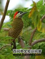 �����˳���