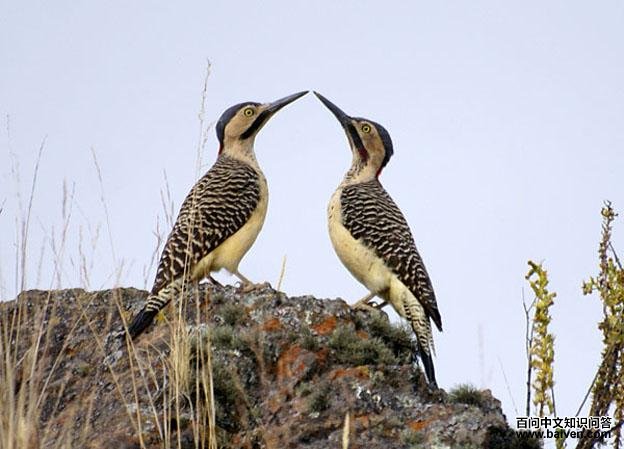 �˳�����