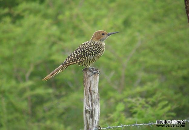 �˳�����