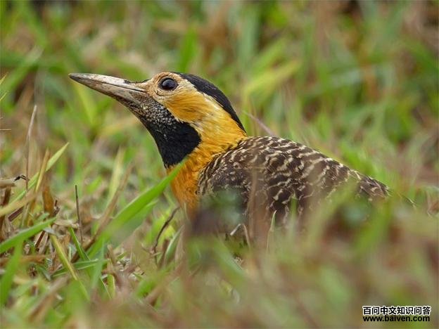 �˳�����