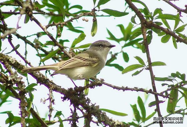 ƽԭ���l��ͼƬ