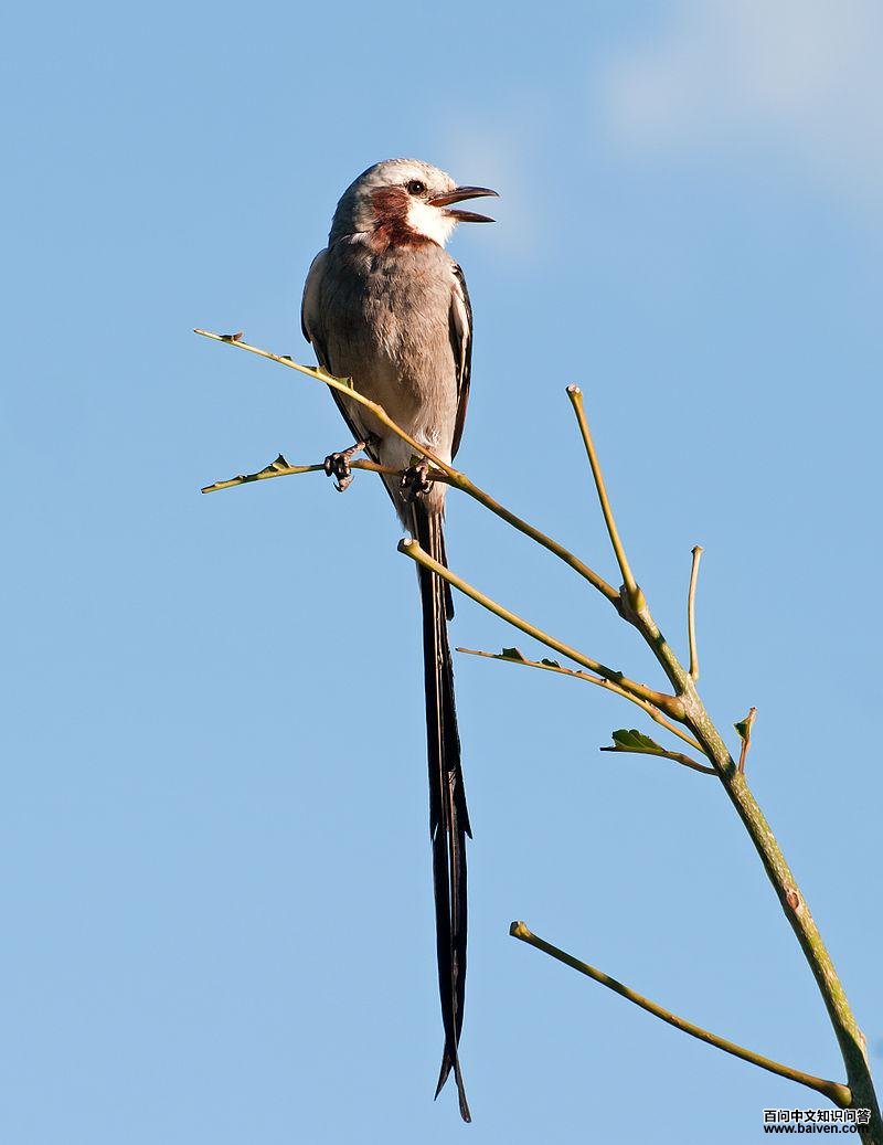 Ʈ��β���l��ͼƬ