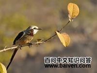 Ʈ��β���l