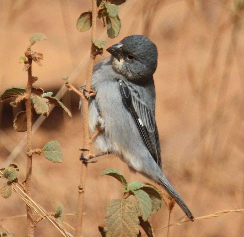 Ǧɫʳ��ȸ��ͼƬ