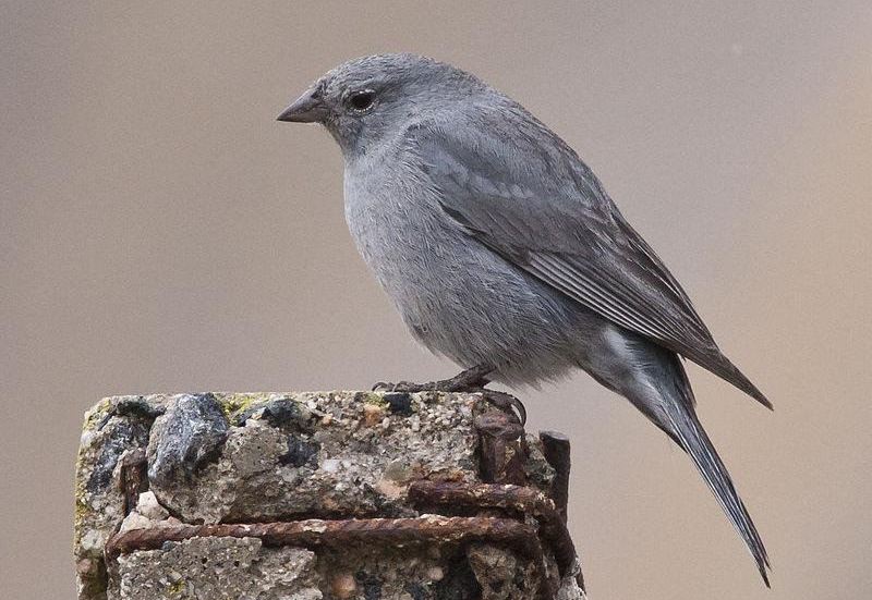 铅色岭雀鹀 铅色岭雀鹀的图片