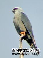 铅灰鸢 铅灰鸢的图片