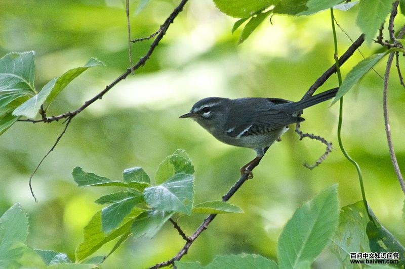 Ǧɫ��ݺ��ͼƬ