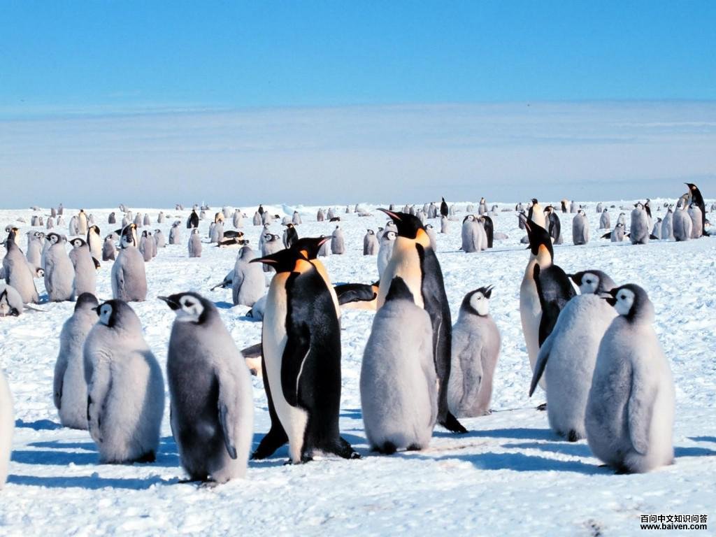 企鹅目 企鹅目的图片