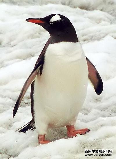 Æó¶ì¿Æ Æó¶ì¿ÆµÄͼƬ