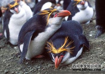 ���ƣ���ü���