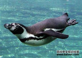 ���ƣ����ϻ����