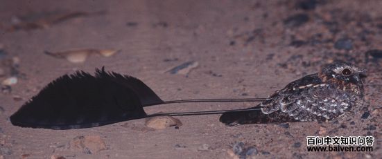 旗翅夜鹰 旗翅夜鹰的图片