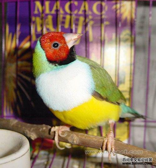 �߲�����