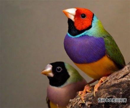 �߲�����