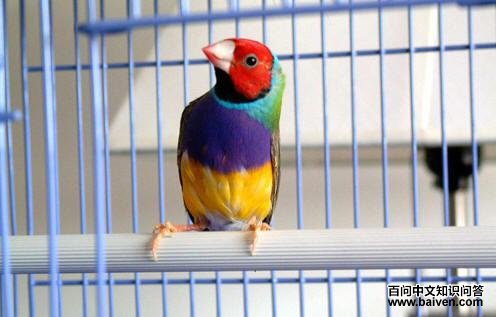 �߲�����